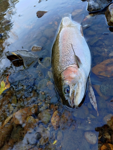 ニジマスの釣果