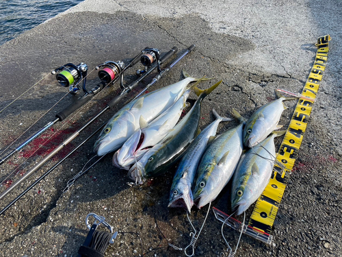 ハマチの釣果