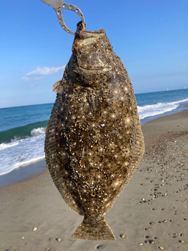 ヒラメの釣果