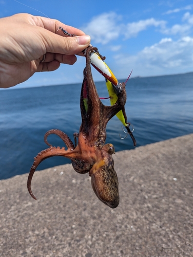 タコの釣果