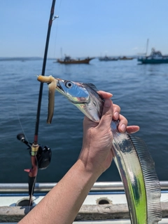 タチウオの釣果