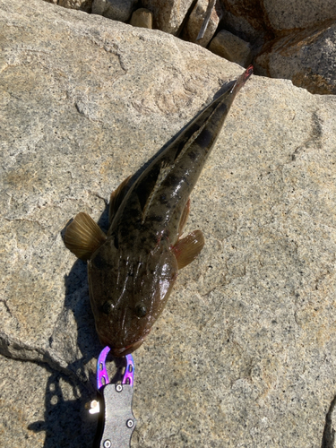 マゴチの釣果