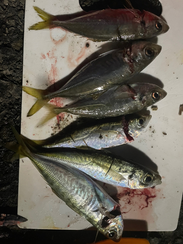 アジの釣果