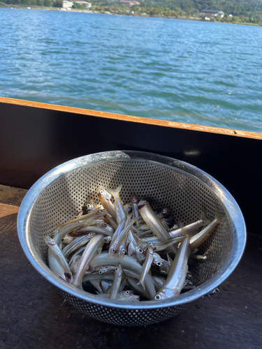 ワカサギの釣果