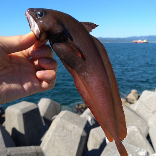 ドンコの釣果