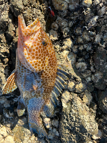 オオモンハタの釣果