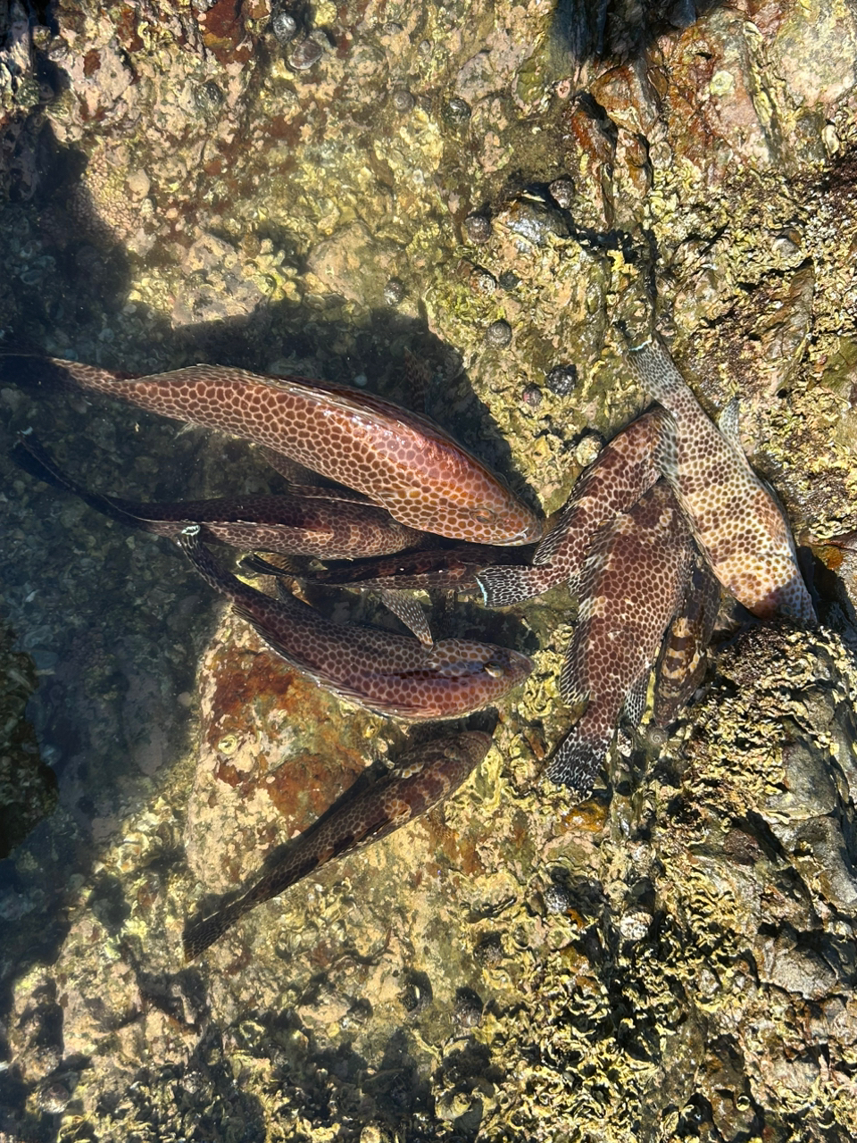 オオモンハタ