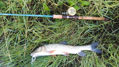 ニゴイの釣果