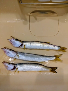 カマスの釣果