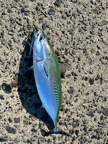 ヒラソウダの釣果