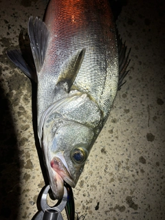 ヒラスズキの釣果