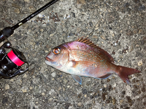 マダイの釣果