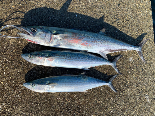 サゴシの釣果