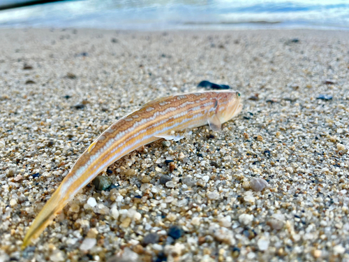 エソの釣果