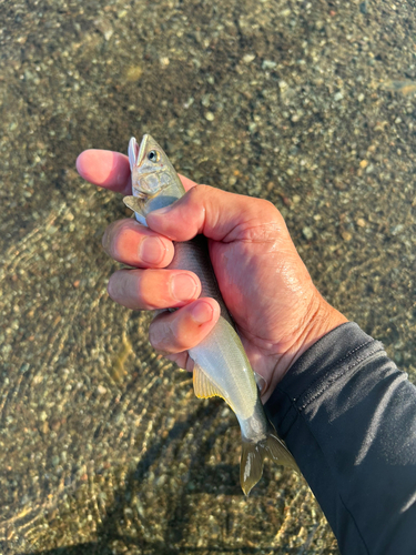 アユの釣果