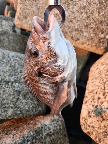 チヌの釣果