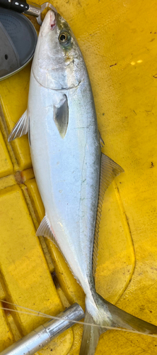 ショゴの釣果