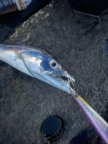 タチウオの釣果