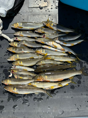 アユの釣果