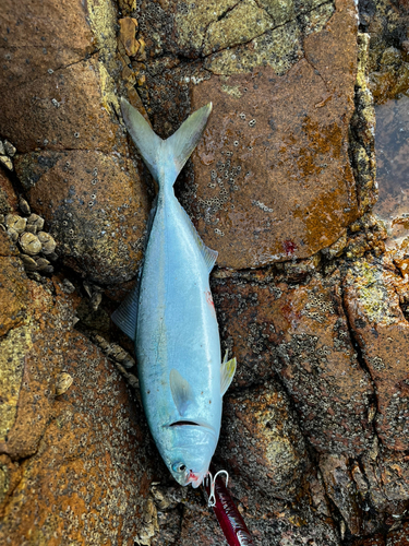 ハマチの釣果