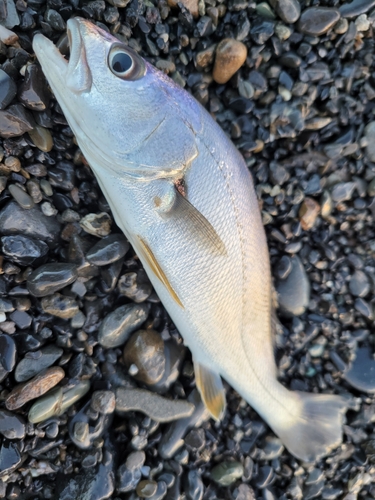 ニベの釣果