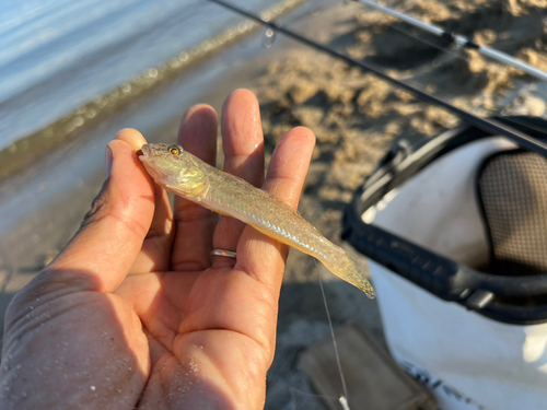 マハゼの釣果