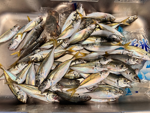 アジの釣果