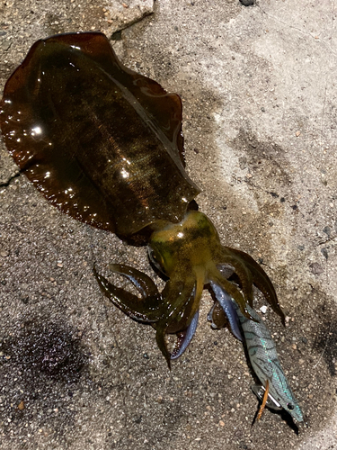 アオリイカの釣果