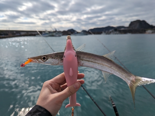 カマスの釣果