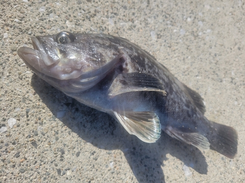 クロソイの釣果