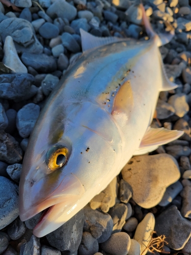 カンパチの釣果