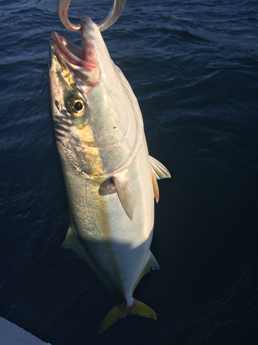 イナダの釣果