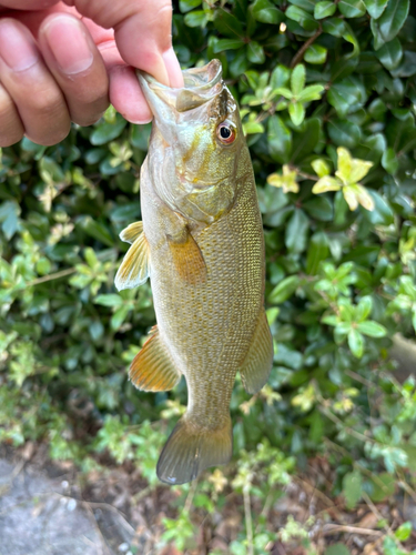 スモールマウスバスの釣果