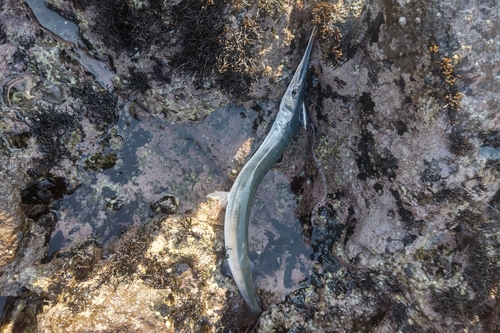 ダツの釣果