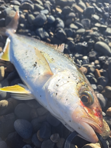 ショゴの釣果