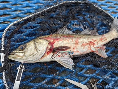 フッコ（マルスズキ）の釣果