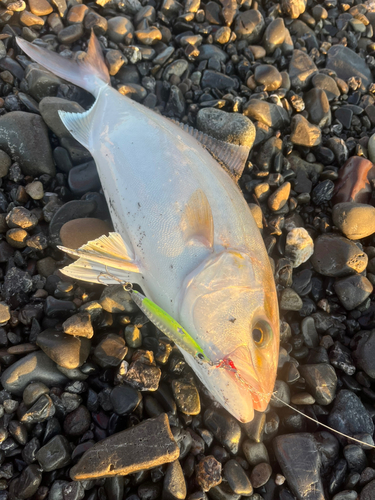 ショゴの釣果