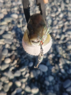 シロサバフグの釣果