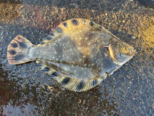 マツカワの釣果