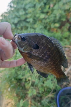 ブルーギルの釣果