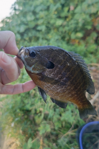 ブルーギルの釣果