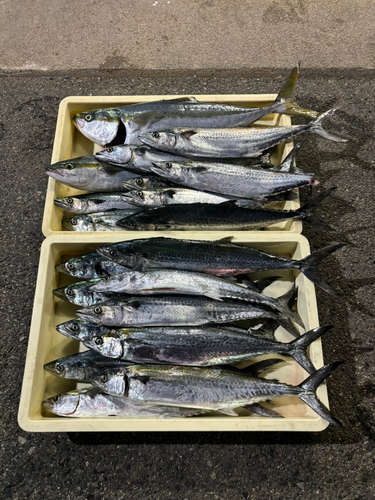 サゴシの釣果