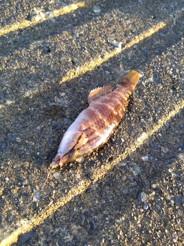 ベラの釣果