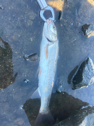 マルタウグイの釣果