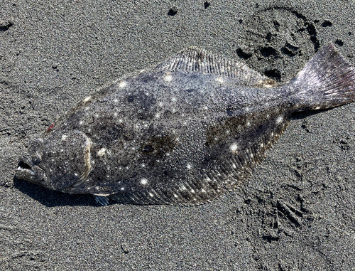 ソゲの釣果