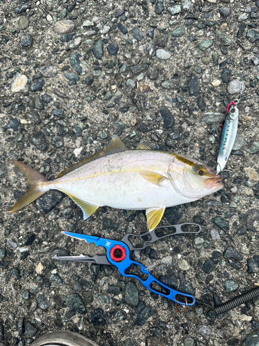 ネリゴの釣果