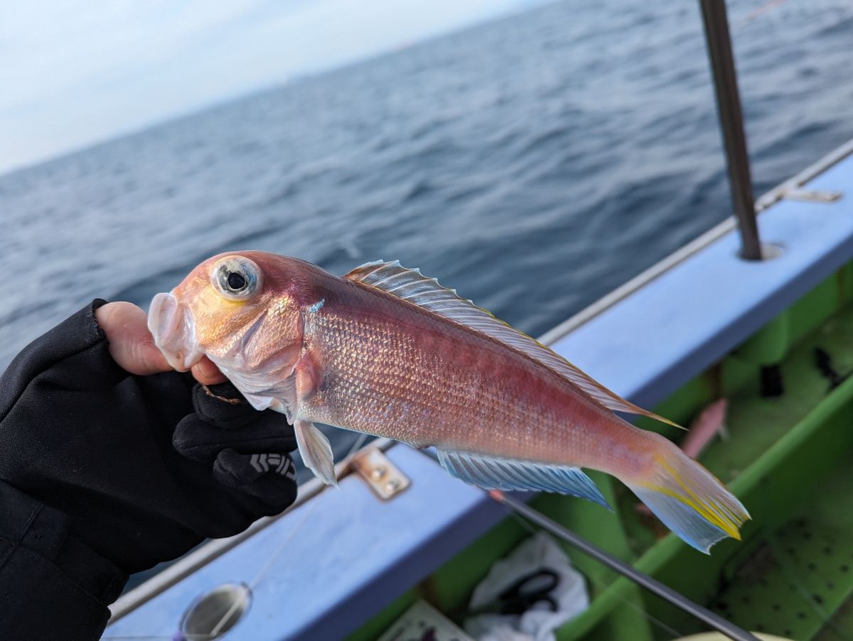 つかちゅうさんの釣果 1枚目の画像