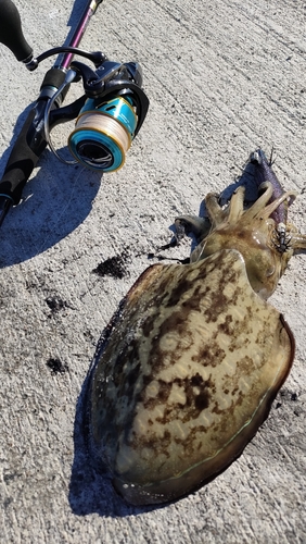 コウイカの釣果