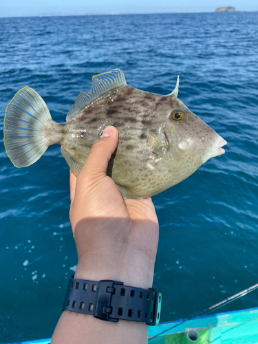 カワハギの釣果