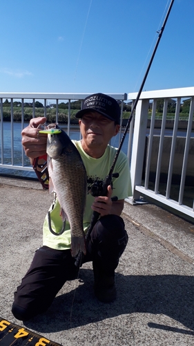 ヘラブナの釣果